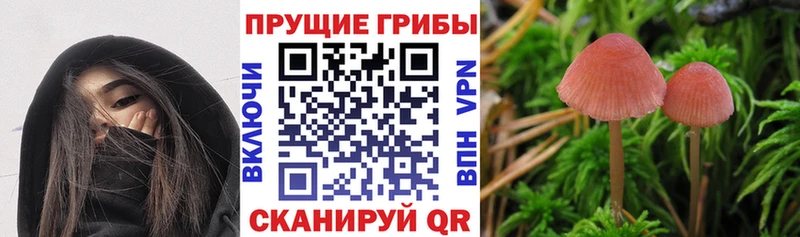 Псилоцибиновые грибы GOLDEN TEACHER  Кяхта 